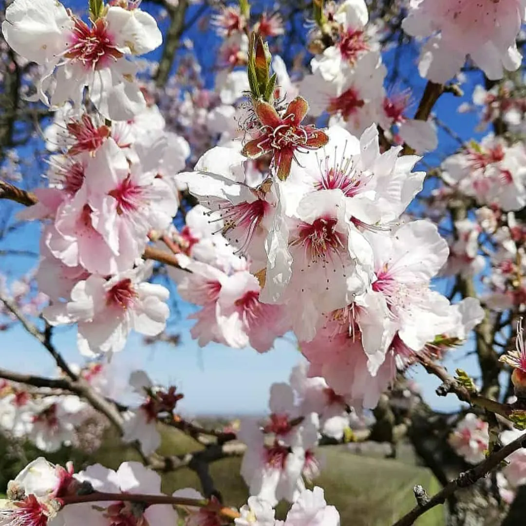 Mandelblüte in der Pfalz bei Deidesheim – die berühmte rosa Blütenpracht im Frühling zählt zu den schönsten Ausflugszielen an der Deutschen Weinstraße.