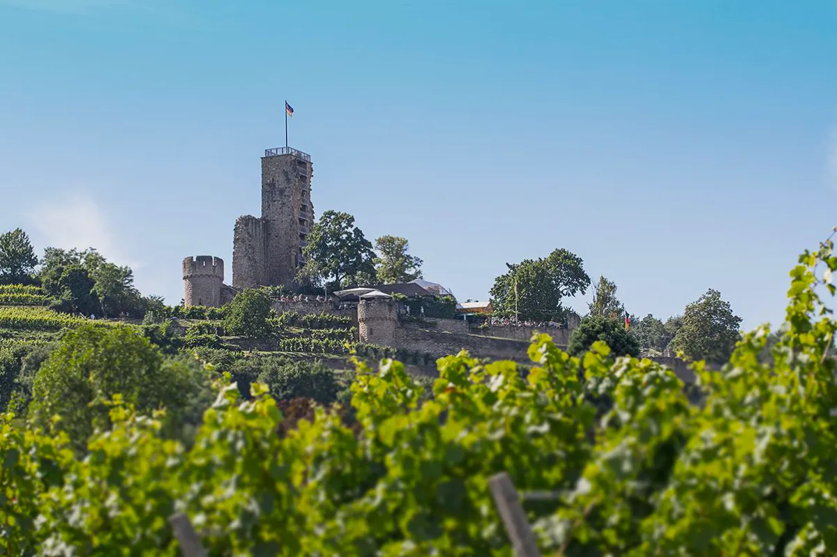 Blick auf die Wachtenburg oberhalb der Weinberge bei Wachenheim an der Deutschen Weinstraße – beliebtes Ausflugsziel nahe der Ferienwohnung Parkblick in Deidesheim.